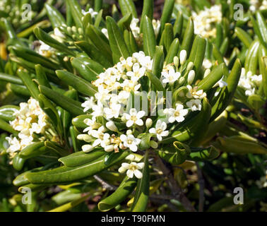 Die weißen Blüten der Mediterranen blühenden Pflanze Pittosporum tobira. Strauch mit vielen Cluster von duftenden, creme-weißen Blüten Stockfoto