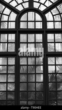 Pflanzen im Wintergarten sind mit Hintergrundbeleuchtung in der gewölbten Fenster durch die Nachmittagssonne, im Biltmore Estate in Asheville, NC, USA Stockfoto