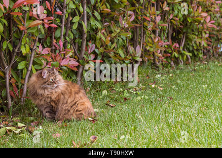 Adorable langhaarige Katze der Sibirischen Katze im Freien auf dem Gras Grün, hypoallergen Kitten von Viehbestand Stockfoto