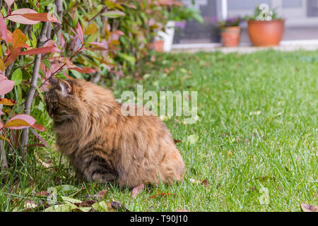 Neugierig langhaarige Katze der Sibirischen Katze im Freien auf dem Gras Grün, hypoallergen pet von Viehbestand Stockfoto