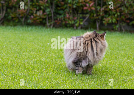 Schönheit langhaarige Katze der Sibirischen Katze im Freien auf dem Gras Grün, hypoallergen pet von Viehbestand Stockfoto