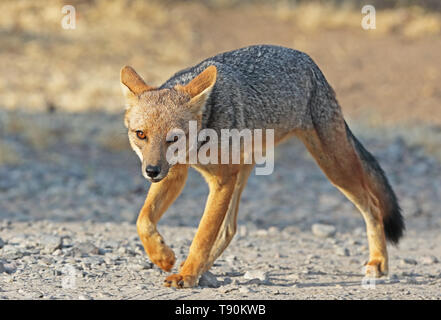 Culpeo (Pseudalopex culpaeus) Erwachsene gehen auf Feldweg Panamericana Norte, Chile Januar Stockfoto