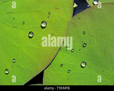 Wassertropfen auf Lotusblättern in Mexiko Stockfoto