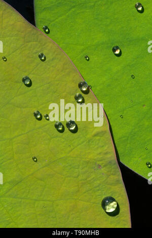 Wassertropfen auf Lotusblättern in Mexiko Stockfoto