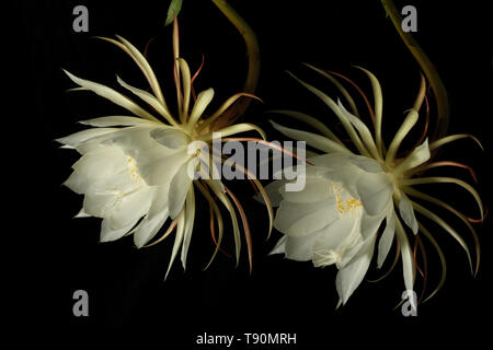 Mond Epiphyllum Oxypetalum Blumen Stockfoto