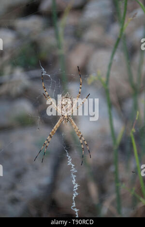 Argiope lobata (Gelappt) Argiope Spider, Sizilien, Italien Stockfoto