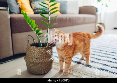 Ginger cat auf leeres Bett zu Hause am Morgen liegen. Haustier genießen Sonne. Kätzchen schlafen Stockfoto