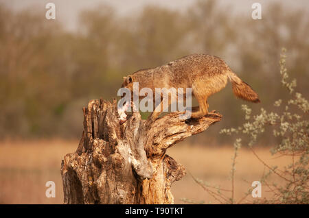 Eine wilde, goldene Schakal, Canis aureus, 'Patientenklau' ein Fisch, der als Köder verlassen wurde, im Donaudelta, Biosphärenreservat im Osten Rumäniens Stockfoto