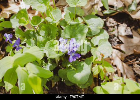 Ein Bild in straved Rock IL erfasst Stockfoto