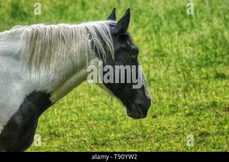 Great Smoky Mountain National Park stabile Pferde Stockfoto