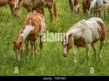 Great Smoky Mountain National Park stabile Pferde Stockfoto