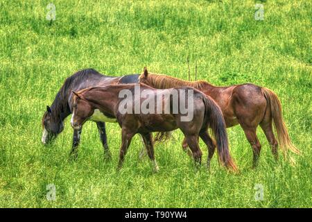 Great Smoky Mountain National Park stabile Pferde Stockfoto