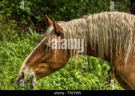 Great Smoky Mountain National Park stabile Pferde Stockfoto