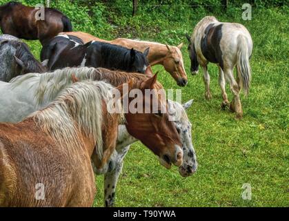 Great Smoky Mountain National Park stabile Pferde Stockfoto