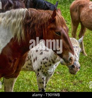 Great Smoky Mountain National Park stabile Pferde Stockfoto
