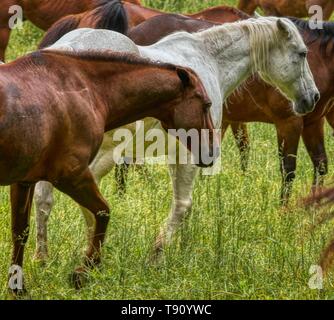 Great Smoky Mountain National Park stabile Pferde Stockfoto