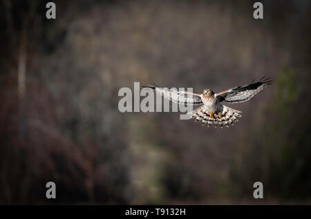 Northern Harrier, Zirkus hudsonius Stockfoto