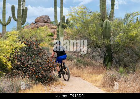 Mountainbiker auf Desert Trail in Arizona bei Browns Ranch in North Scottsdale. Stockfoto