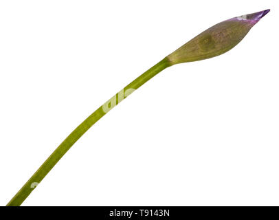 Unblown Knospen von Iris Blumen. Auf weiß Isoliert Stockfoto