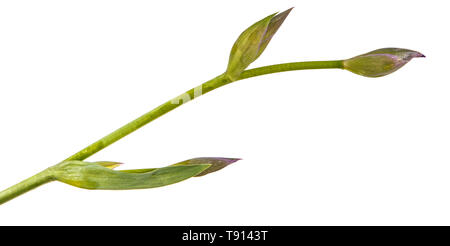 Unblown Knospen von Iris Blumen. Auf weiß Isoliert Stockfoto