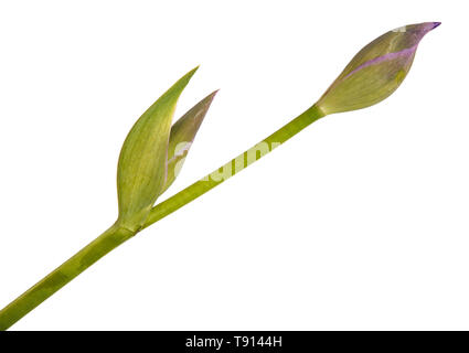 Unblown Knospen von Iris Blumen. Auf weiß Isoliert Stockfoto