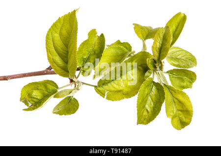 Ein Zweig von einem Apfelbaum mit grünen Blättern. Auf weiß Isoliert Stockfoto
