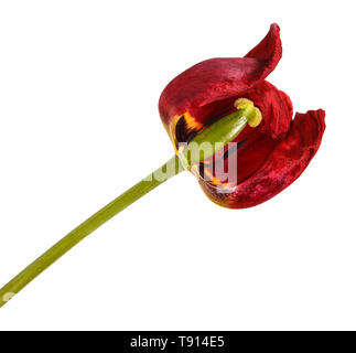 Verblasste Knospen von roten Tulpen. Auf weiß Isoliert Stockfoto