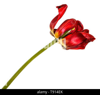 Verblasste Knospen von roten Tulpen. Auf weiß Isoliert Stockfoto