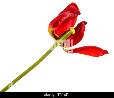 Verblasste Knospen von roten Tulpen. Auf weiß Isoliert Stockfoto