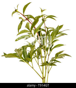 Grüne Triebe von Pfingstrose Blüten. Auf weiß Isoliert Stockfoto