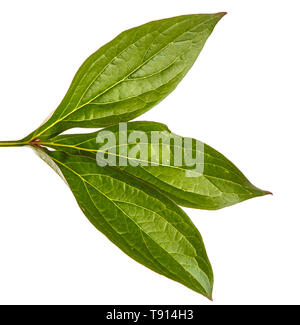 Grüne Triebe von Pfingstrose Blüten. Auf weiß Isoliert Stockfoto