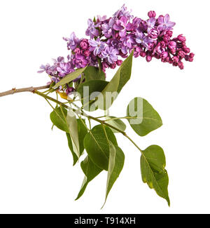 Blühender flieder blumen. Auf weiß Isoliert Stockfoto