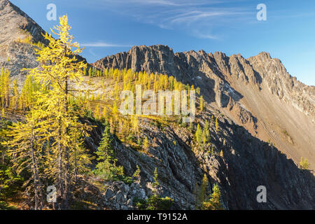 Alte sub-alpine Lärchen drehen Gold im Herbst in der Nähe der Gipfel des eisigen Berges in E.C. Manning Provincial Park in British Columbia, Kanada. Stockfoto