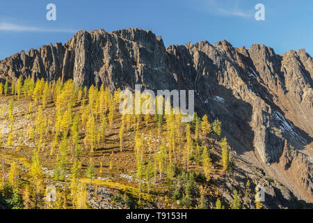 Alte sub-alpine Lärchen gold Drehen im Herbst in der Nähe der Gipfel des eisigen Berges in E.C. Manning Provincial Park in British Columbia, Kanada. Stockfoto