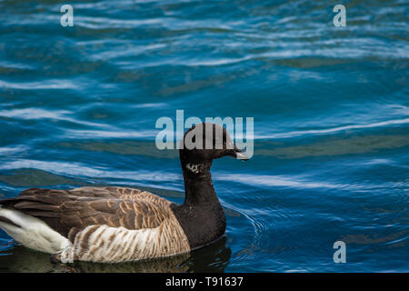 Brent (Branta bernicla) in schönen blauen Wasser bei LBI, NJ Stockfoto