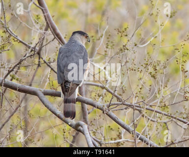 Cooper's hawk, Accipiter cooperii, auf Zweig, in Saskatoon, Saskatchewan, Kanada Stockfoto