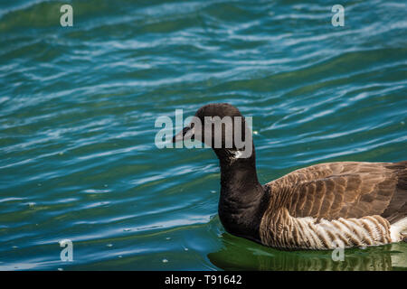 Brent (Branta bernicla) in schönen blauen Wasser bei LBI, NJ Stockfoto