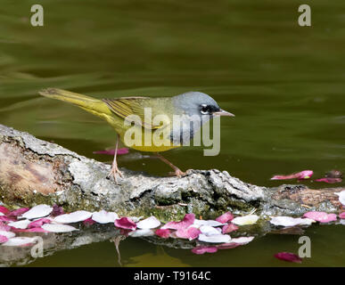 Ein männlicher MacGillivray's Warbler, Geothlypis tolmiei trinken aus einem Teich in Saskatoon, Saskatchewan, Kanada Stockfoto