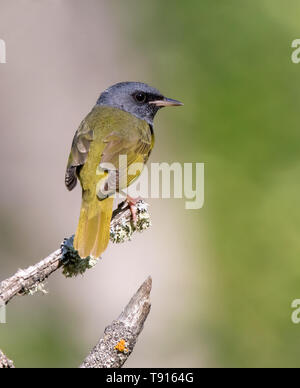 Trauer Grasmücke, geothlypis Philadelphia, männlich, von einem Wald in Anglin Lake, Saskatchewan thront. Stockfoto