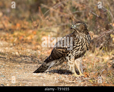 Northern Goshawk, Accipiter gentilis, Juvenile, an redberry Lake, Saskatchewan, Kanada Stockfoto