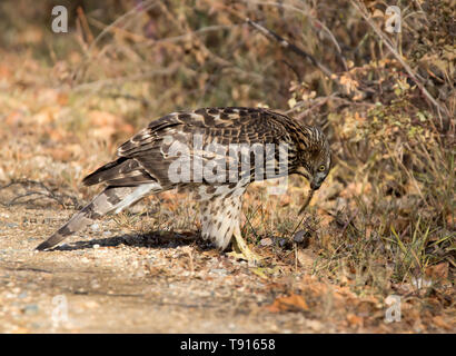 Northern Goshawk, Accipiter gentilis, Juvenile, an redberry Lake, Saskatchewan, Kanada Stockfoto