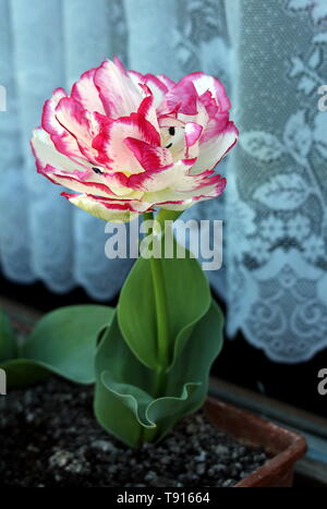 Bunte Tulpen mit großen Blütenkopf und Bicolor weiße Blüten mit roten Kanten im Blumentopf auf der Fensterbank auf warmen und sonnigen Frühling gepflanzt Stockfoto