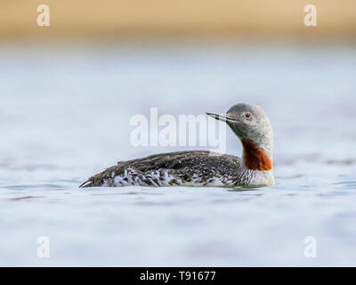 Red-throated Loon, Gavia stellata, schwimmt in der South Saskatchewan River im Herbst, in Saskatoon Stockfoto