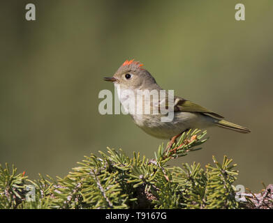 Rubin-gekrönter Goldhähnchen, Regulus Calendula, singen, auf eine Fichte in Saskatchewan. Stockfoto