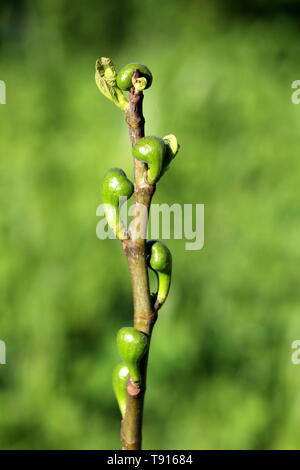 Feigenbaum oder Ficus Carica oder gemeinsamen Abb. Zweig voller kleiner frische Feigen beginnt zu reifen und gemischt mit hellgrünen Blätter auf einem Zweig Stockfoto