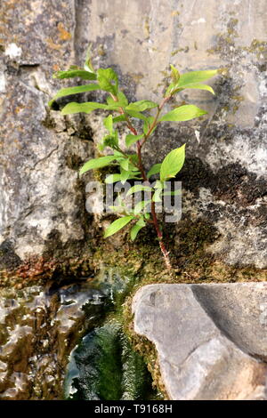 Frische junge Baum von kleinen Flecken Erde auf alten Steinbrunnen mit und nassen Moos auf warmen und sonnigen Frühling umgeben Stockfoto