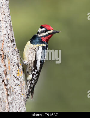 Männliche Yellow-bellied Sapsucker, Sphyrapicus Varius, auf einem Baum in Saskatoon, Saskatchewan gehockt Stockfoto