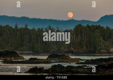 Ein voller Mond erhebt sich über Nootka Island, Nuchatlitz Provincial Park, British Columbia, Kanada. Stockfoto