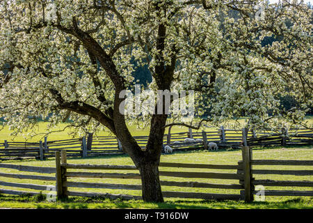 Schafe, frische Weide in Ruckle Farm Provincial Park auf Salt Spring Island, British Columbia, Kanada. Stockfoto