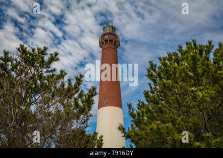 Barnegat Leuchtturm auf Long Beach Island, NJ, durch grosse immergrüne Pinien umgeben an einem sonnigen Frühlingstag mit blauen Himmel mit Wolken Stockfoto